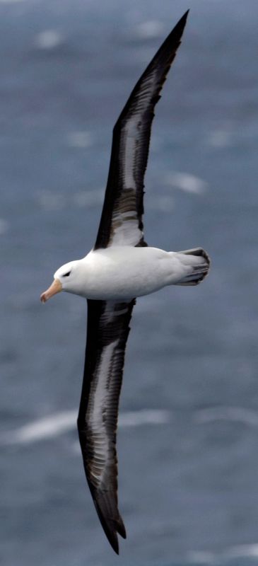 UK finds first case of bird flu in sub-Antarctic mammals – 01/11/2024