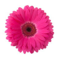 Logo Smithers-Oasis (UK) Ltd.