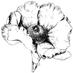 Logo Calyx, Inc.
