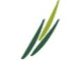 Logo Meristem Wealth Management Ltd.