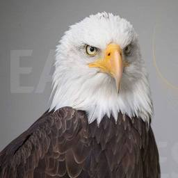 Logo Eagles Fund Investment Holding Co. Ltd.