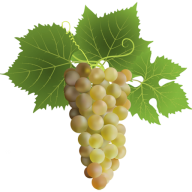 Logo Vine Care UK Ltd.