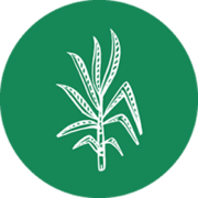 Logo Copalli Rum