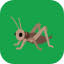 Logo Grasshoppers Pvt Ltd.