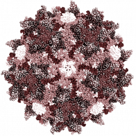 Logo Grousbeck Gene Therapy Center