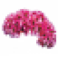 Logo Celosia Therapeutics Pty Ltd.
